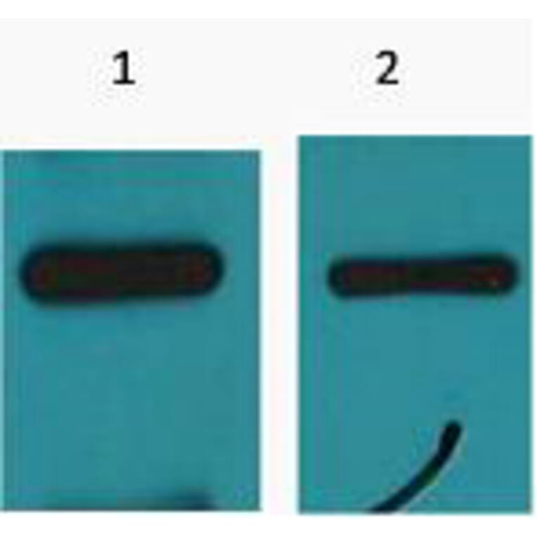 Western blot - Myc-Tag Monoclonal Antibody from Signalway Antibody (T612) - Antibodies.com