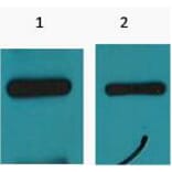 Western blot - Myc-Tag Monoclonal Antibody from Signalway Antibody (T612) - Antibodies.com