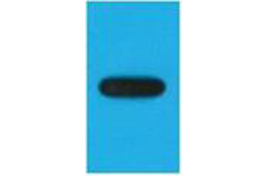Western blot - EYFP Monoclonal Antibody from Signalway Antibody (T613) - Antibodies.com