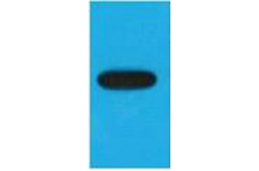 Western blot - EBFP Monoclonal Antibody from Signalway Antibody (T615) - Antibodies.com
