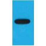 Western blot - EBFP Monoclonal Antibody from Signalway Antibody (T615) - Antibodies.com