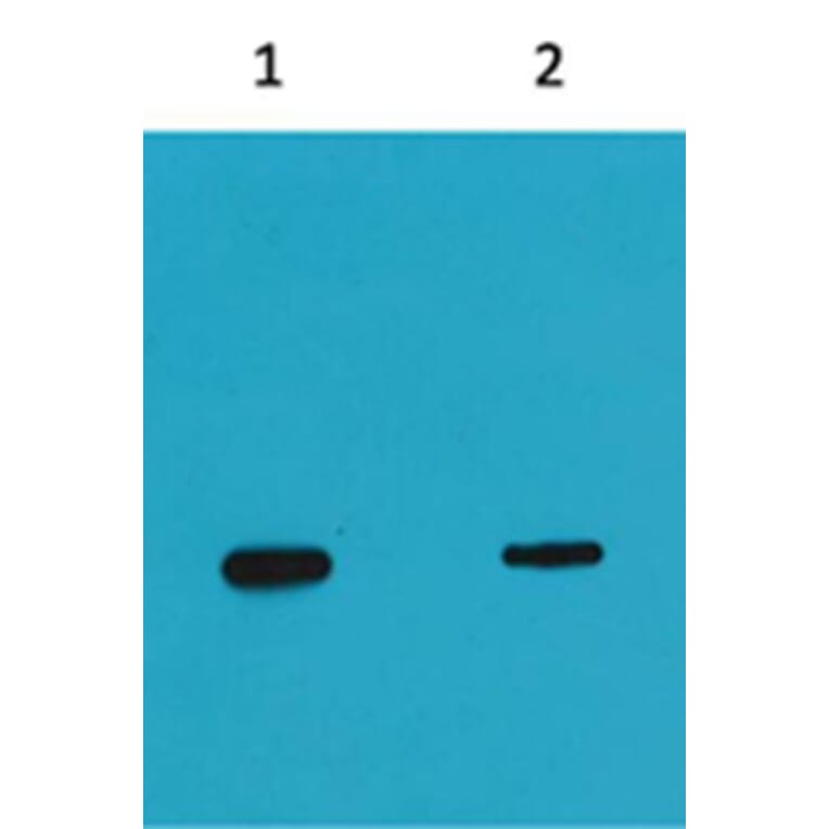 Western blot - Flag-tag Mouse Monoclonal Antibody (2C5) from Signalway Antibody (T524) - Antibodies.com