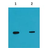 Western blot - Flag-tag Mouse Monoclonal Antibody (2C5) from Signalway Antibody (T524) - Antibodies.com