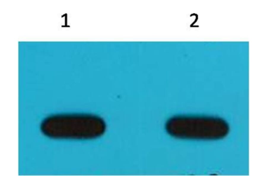 Western blot - Avi Tag Mouse Monoclonal Antibody (6E3) from Signalway Antibody (T517) - Antibodies.com
