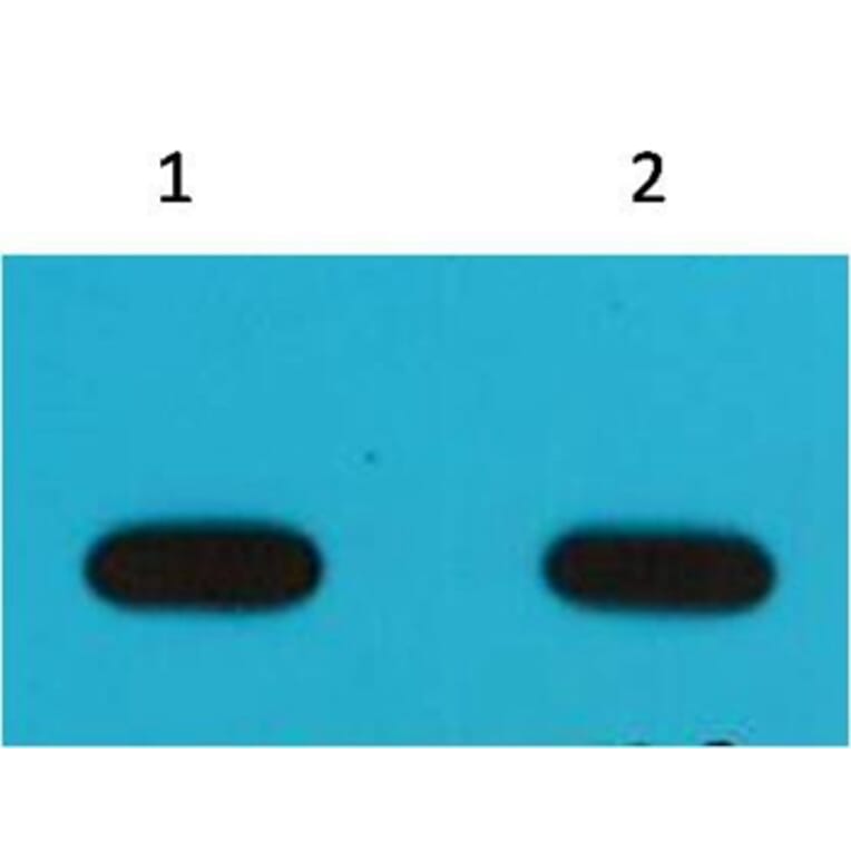 Western blot - Avi Tag Mouse Monoclonal Antibody (6E3) from Signalway Antibody (T517) - Antibodies.com