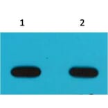 Western blot - Avi Tag Mouse Monoclonal Antibody (6E3) from Signalway Antibody (T517) - Antibodies.com