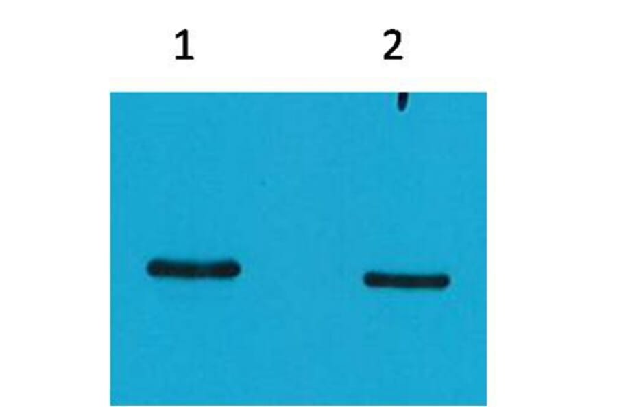 Western blot - SRT-Tag Mouse Monoclonal Antibody (4H9) from Signalway Antibody (T518) - Antibodies.com