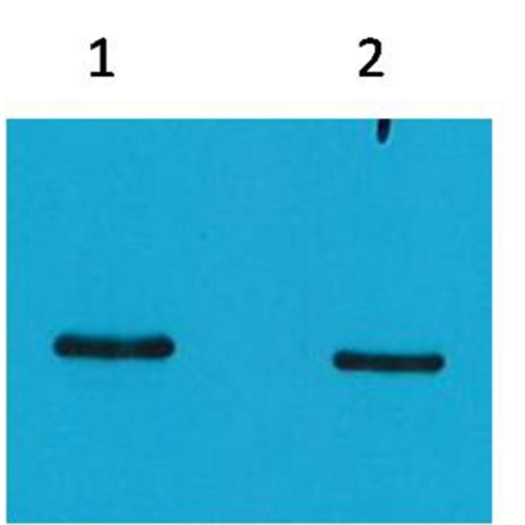 Western blot - SRT-Tag Mouse Monoclonal Antibody (4H9) from Signalway Antibody (T518) - Antibodies.com
