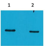 Western blot - SRT-Tag Mouse Monoclonal Antibody (4H9) from Signalway Antibody (T518) - Antibodies.com