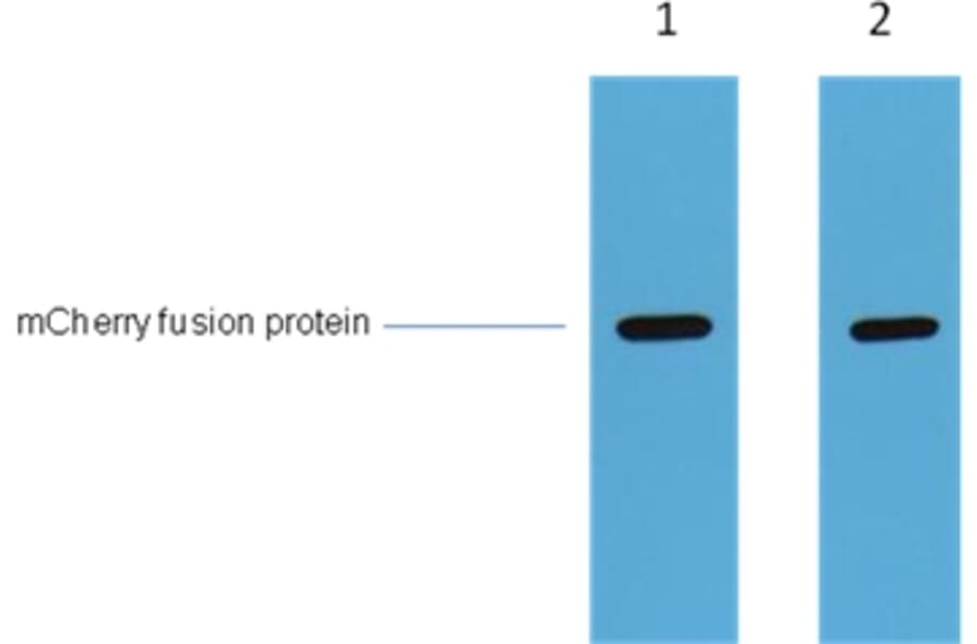 Spot-tag® antibody (28A5)