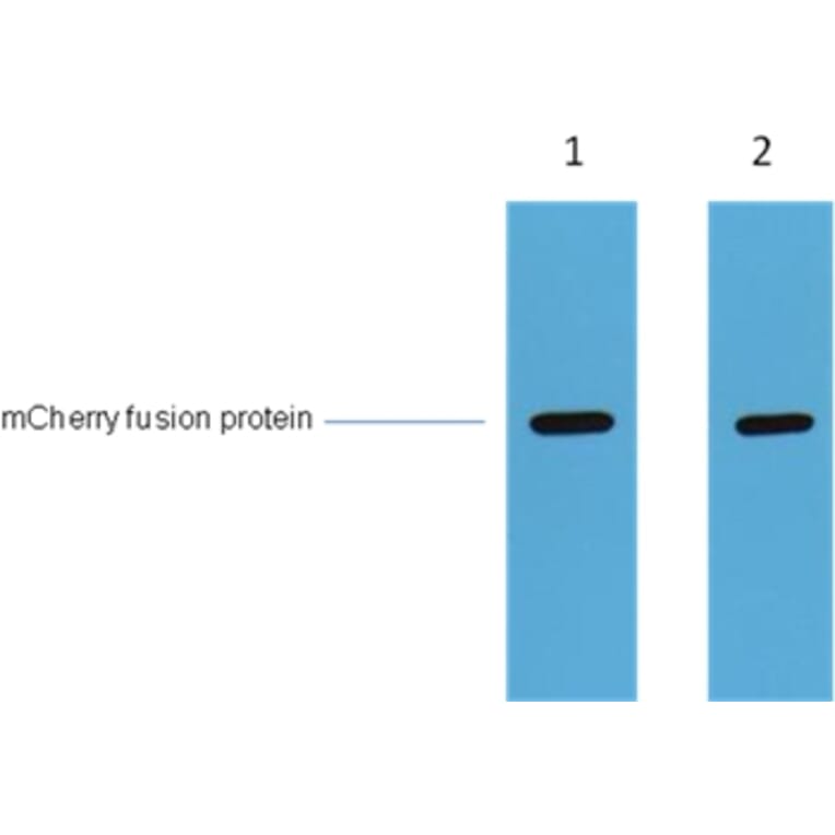 mCherry -Tag Rabbit Polyclonal Antibody from Signalway Antibody (T521) - Antibodies.com