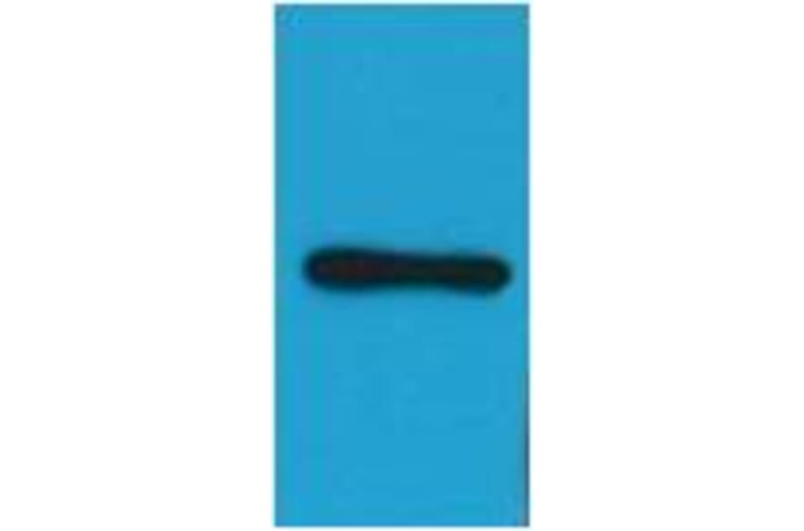 Western blot - HA-tag Mouse Monoclonal Antibody (1B10) from Signalway Antibody (T525) - Antibodies.com