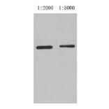 Western blot - GST-Tag Mouse Monoclonal Antibody from Signalway Antibody (T509) - Antibodies.com