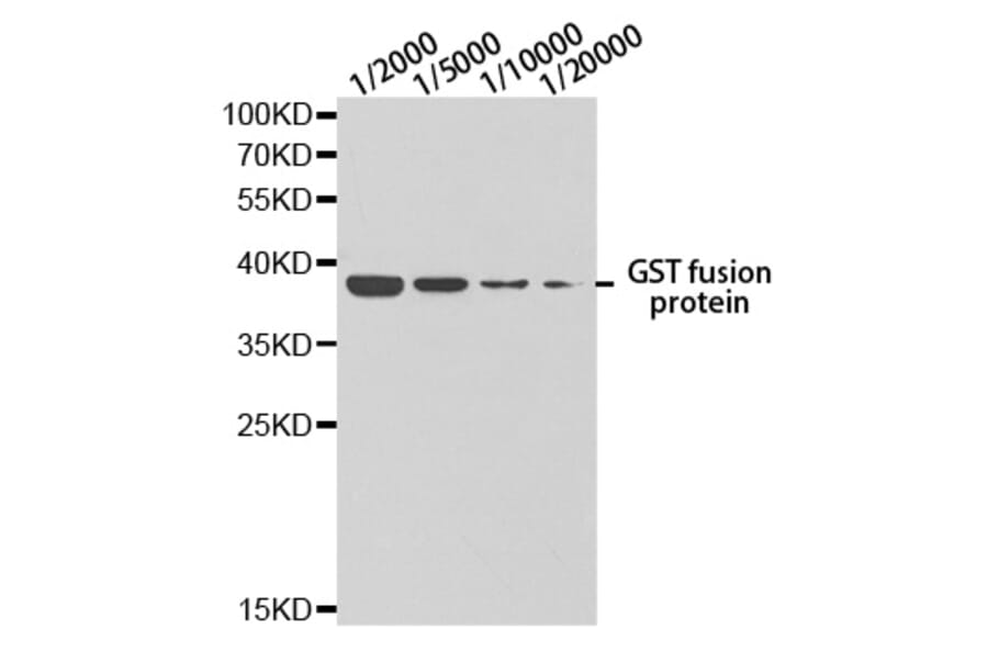 Western blot - GST-Tag antibody from Signalway Antibody (T528) - Antibodies.com