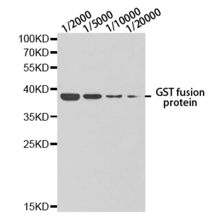 Western blot - GST-Tag antibody from Signalway Antibody (T528) - Antibodies.com