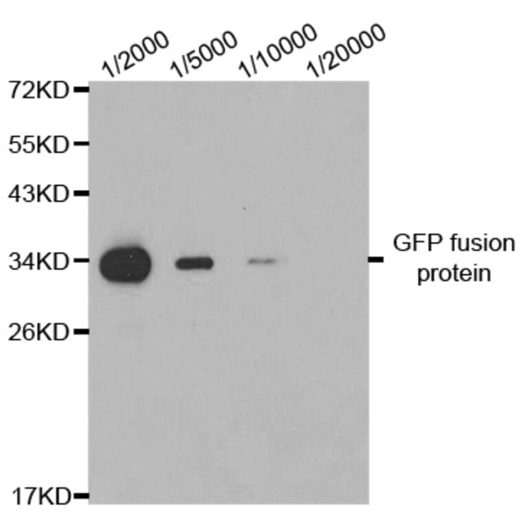 Western blot - GFP-Tag antibody from Signalway Antibody (T529) - Antibodies.com