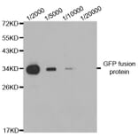 Western blot - GFP-Tag antibody from Signalway Antibody (T529) - Antibodies.com