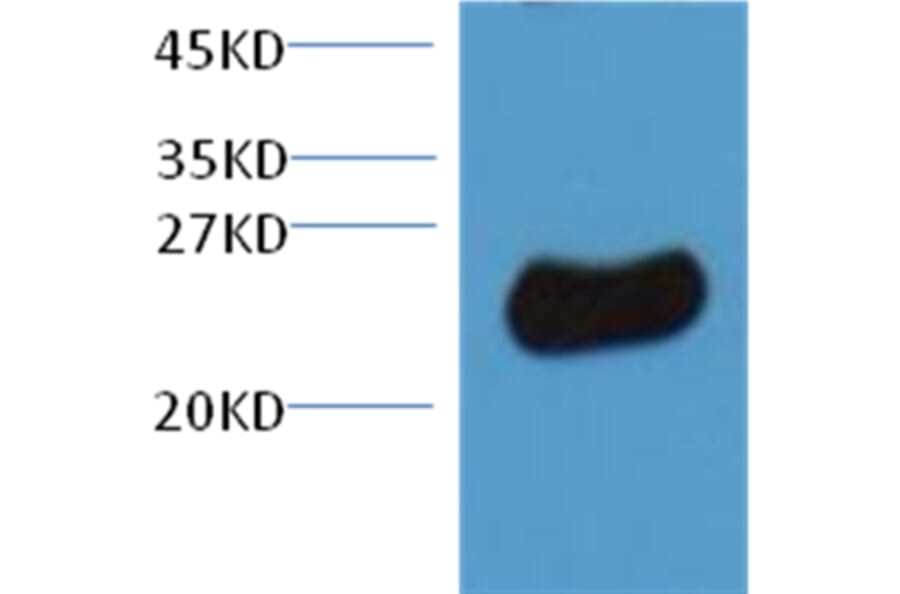 Plant GST Rabbit Polyclonal Antibody from Signalway Antibody (T514) - Antibodies.com