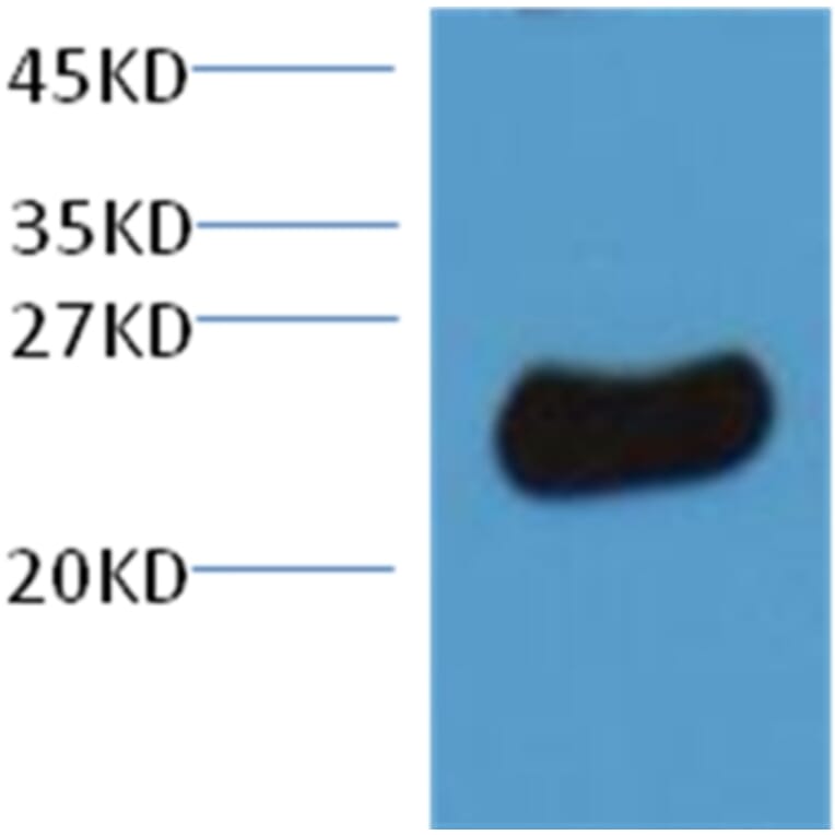 Plant GST Rabbit Polyclonal Antibody from Signalway Antibody (T514) - Antibodies.com