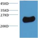 Plant GST Rabbit Polyclonal Antibody from Signalway Antibody (T514) - Antibodies.com
