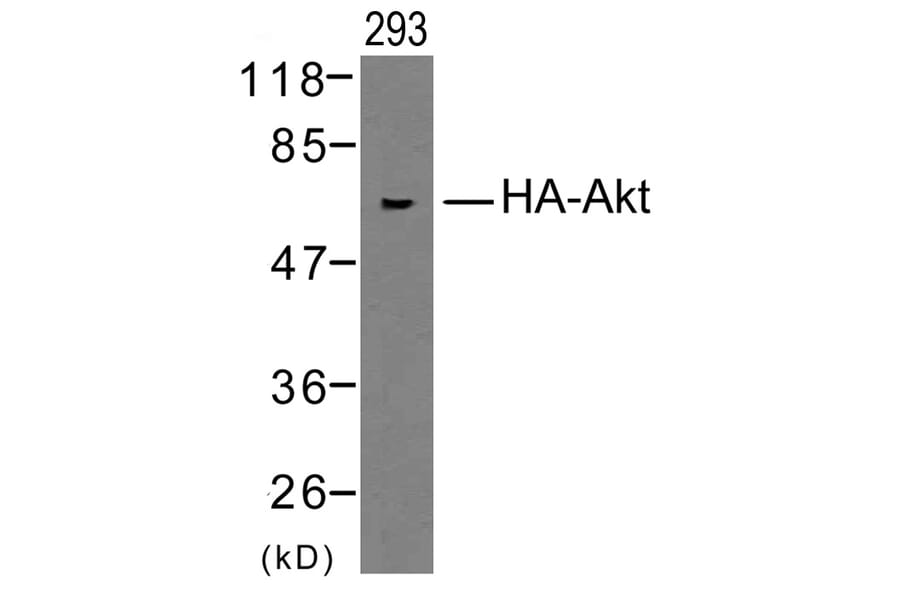 Western blot - HA-Tag Rabbit Polyclonal Antibody from Signalway Antibody (T501) - Antibodies.com