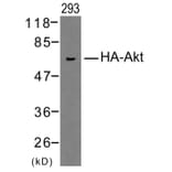 Western blot - HA-Tag Rabbit Polyclonal Antibody from Signalway Antibody (T501) - Antibodies.com