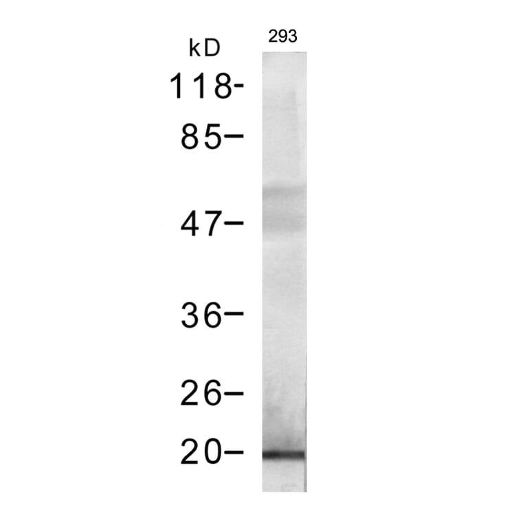 Western blot - DYKDDDDK-Tag Rabbit Polyclonal Antibody from Signalway Antibody (T503) - Antibodies.com