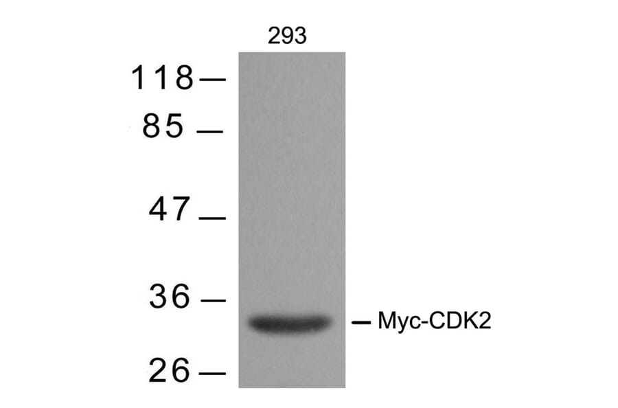 Western blot - Myc-Tag Mouse Monoclonal Antibody from Signalway Antibody (T504) - Antibodies.com