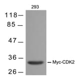 Western blot - Myc-Tag Mouse Monoclonal Antibody from Signalway Antibody (T504) - Antibodies.com
