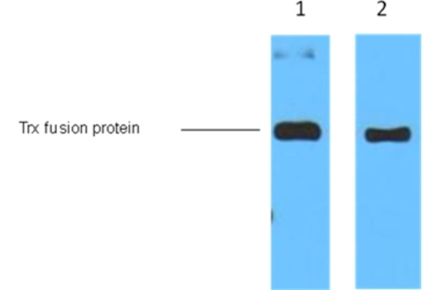 Trx-Tag Mouse Monoclonal Antibody from Signalway Antibody (T520) - Antibodies.com