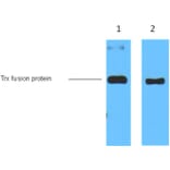 Trx-Tag Mouse Monoclonal Antibody from Signalway Antibody (T520) - Antibodies.com