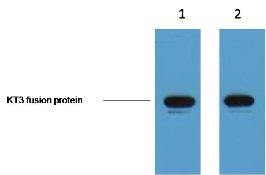 KT3-Tag Mouse Monoclonal Antibody from Signalway Antibody (T610) - Antibodies.com