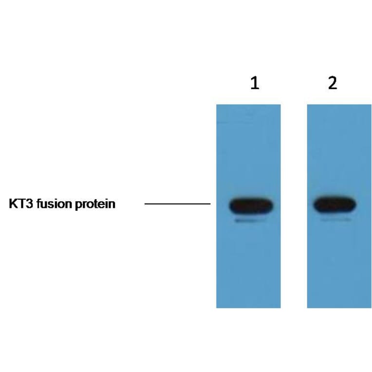 KT3-Tag Mouse Monoclonal Antibody from Signalway Antibody (T610) - Antibodies.com