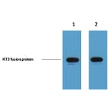 KT3-Tag Mouse Monoclonal Antibody from Signalway Antibody (T610) - Antibodies.com