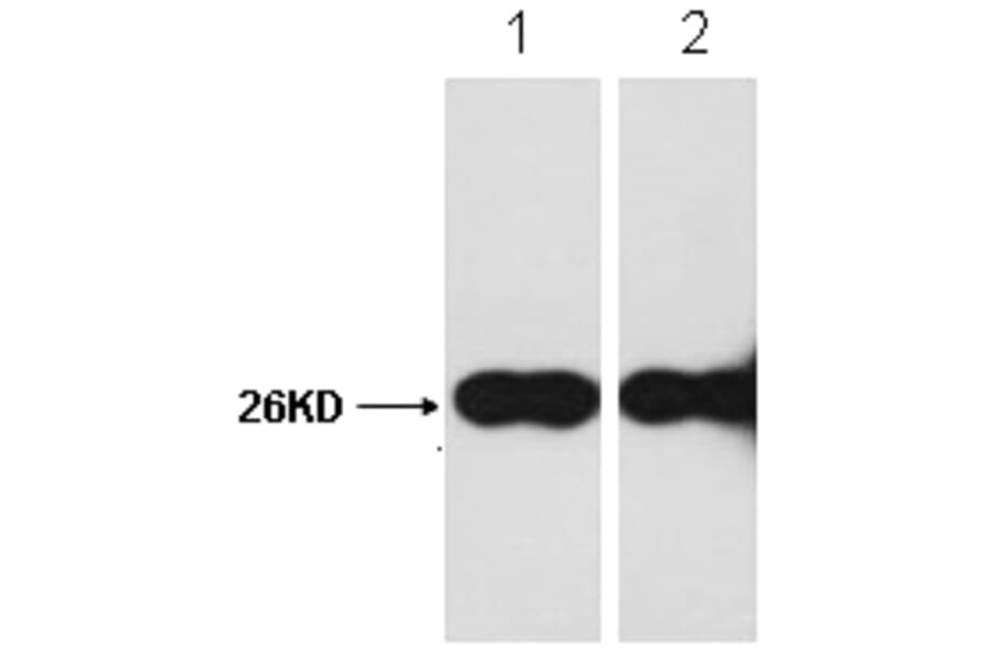 Western blot - GFP-Tag Rabbit Polyclonal Antibody from Signalway Antibody (T508) - Antibodies.com