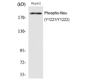 Western blot - Neu (Phospho-Tyr1221/Tyr1222) Polyclonal Antibody from Signalway Antibody (12209) - Antibodies.com