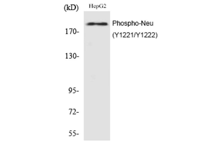 Western blot - Neu (Phospho-Tyr1221/Tyr1222) Polyclonal Antibody from Signalway Antibody (12209) - Antibodies.com