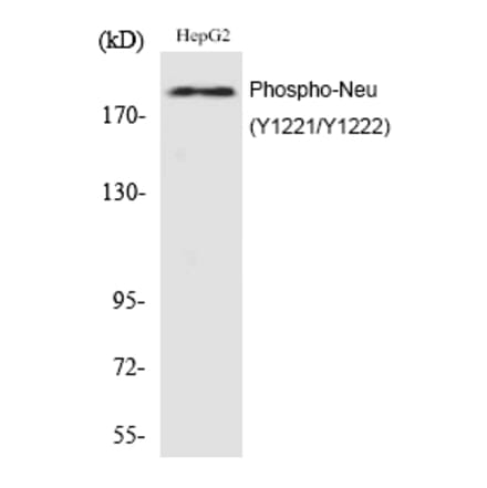 Western blot - Neu (Phospho-Tyr1221/Tyr1222) Polyclonal Antibody from Signalway Antibody (12209) - Antibodies.com