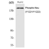 Western blot - Neu (Phospho-Tyr1221/Tyr1222) Polyclonal Antibody from Signalway Antibody (12209) - Antibodies.com