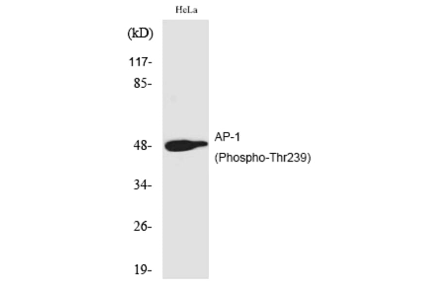 Western blot - AP-1 (Phospho-Thr239) Polyclonal Antibody from Signalway Antibody (12182) - Antibodies.com
