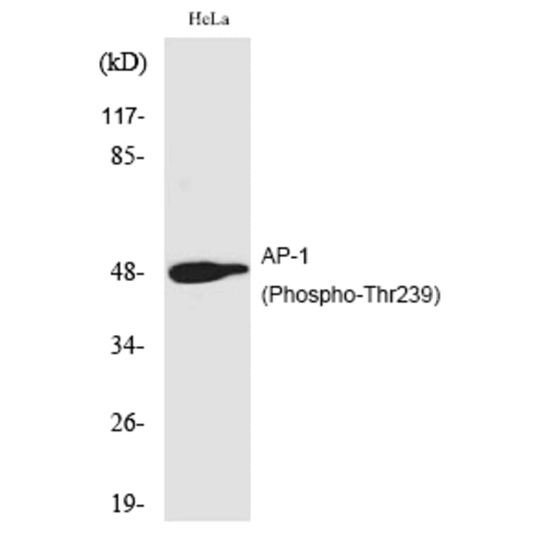 Western blot - AP-1 (Phospho-Thr239) Polyclonal Antibody from Signalway Antibody (12182) - Antibodies.com