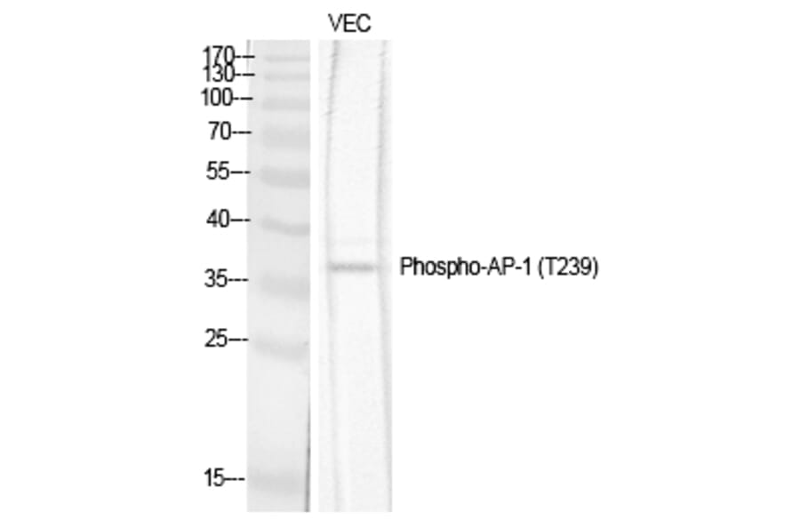 Western blot - AP-1 (Phospho-Thr239) Polyclonal Antibody from Signalway Antibody (12182) - Antibodies.com