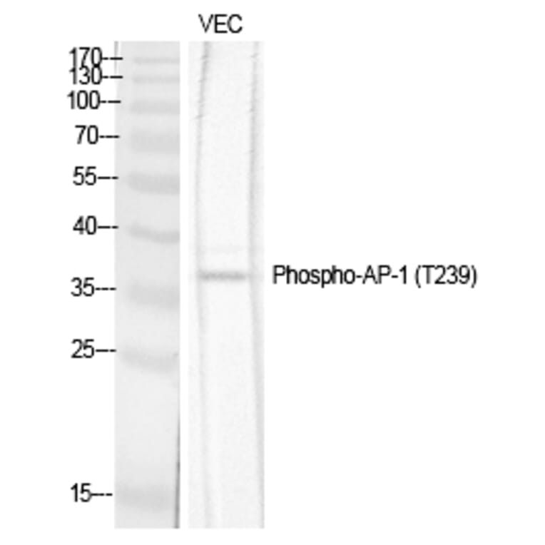 Western blot - AP-1 (Phospho-Thr239) Polyclonal Antibody from Signalway Antibody (12182) - Antibodies.com