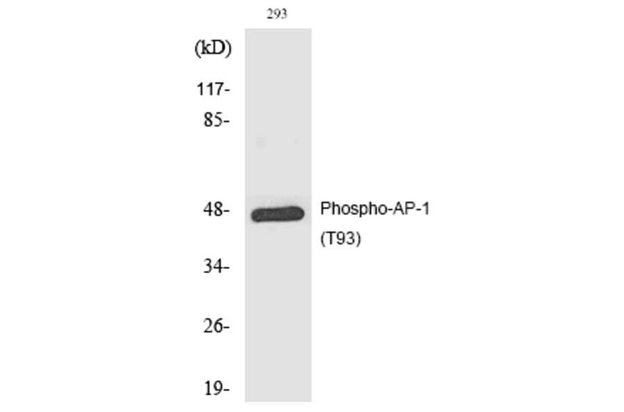 Western blot - AP-1 (Phospho-Thr93) Polyclonal Antibody from Signalway Antibody (12183) - Antibodies.com
