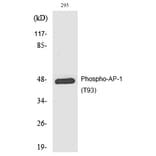 Western blot - AP-1 (Phospho-Thr93) Polyclonal Antibody from Signalway Antibody (12183) - Antibodies.com