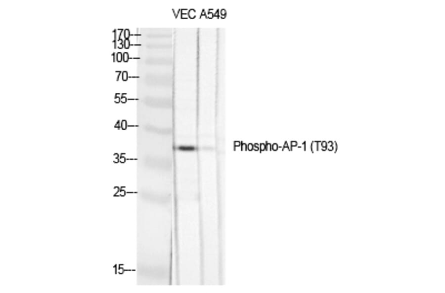 Western blot - AP-1 (Phospho-Thr93) Polyclonal Antibody from Signalway Antibody (12183) - Antibodies.com