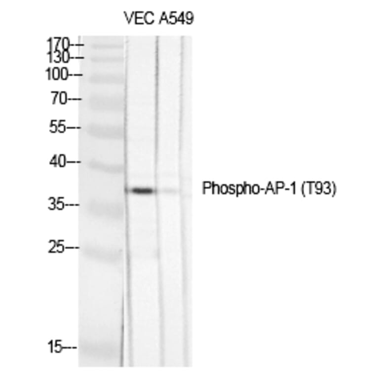 Western blot - AP-1 (Phospho-Thr93) Polyclonal Antibody from Signalway Antibody (12183) - Antibodies.com