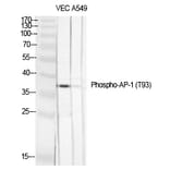 Western blot - AP-1 (Phospho-Thr93) Polyclonal Antibody from Signalway Antibody (12183) - Antibodies.com