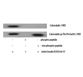 Western blot - Calmodulin (Phospho-Thr80/Ser82) Polyclonal Antibody from Signalway Antibody (12360) - Antibodies.com