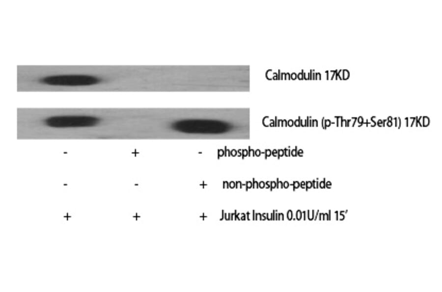Western blot - Calmodulin (Phospho-Thr80/Ser82) Polyclonal Antibody from Signalway Antibody (12360) - Antibodies.com